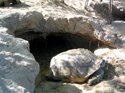 Tortue géante (Geochelone sulcata) dans la réserve de Guembeul au Sénégal