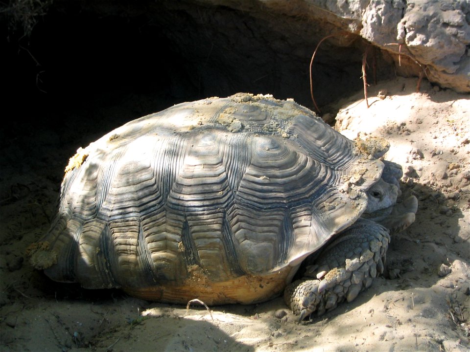 Tortue géante (Geochelone sulcata) dans la réserve de Guembeul (Sénégal)