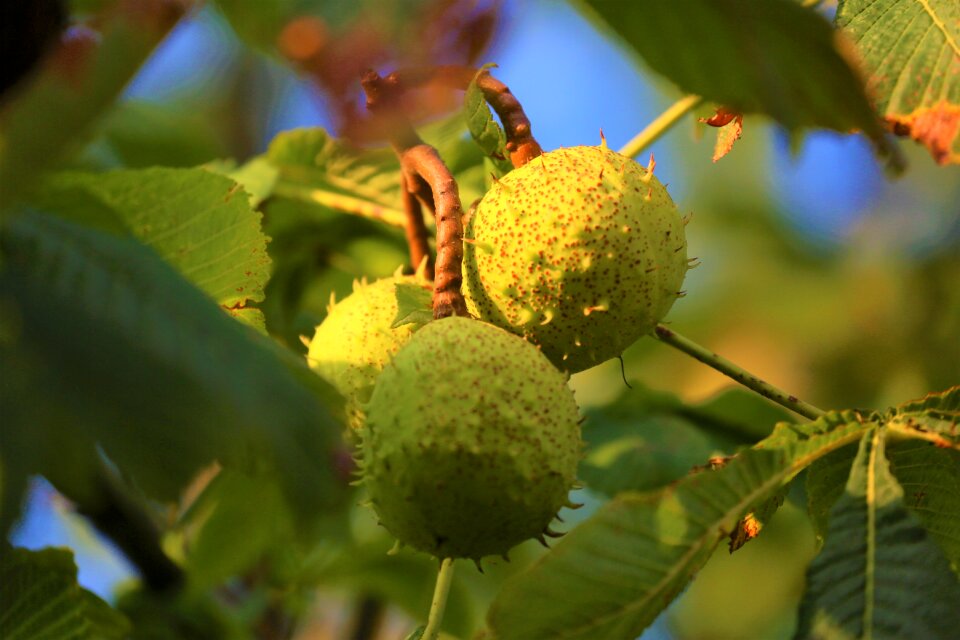 Autumn plant color