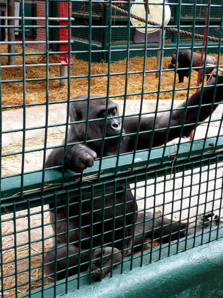Gorilla gorilla gorilla (Western lowland gorilla) interacting with visitors using bamboo in Howletts Wild Animal Park, Kent, England.