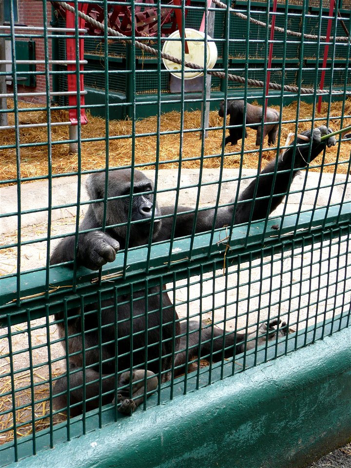 Gorilla gorilla gorilla (Western lowland gorilla) interacting with visitors using bamboo in Howletts Wild Animal Park, Kent, England.
