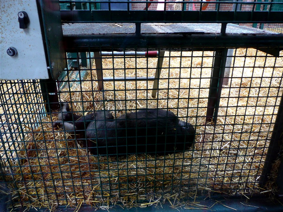 Gorilla gorilla gorilla (Western lowland gorilla) resting in Howletts Wild Animal Park, Kent, England.
