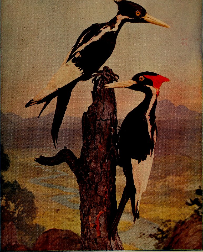 : birdsnature31906chic (find matches)
Title: Birds and nature
Year: 1900 (1900s)
Authors: 
Subjects:  Birds Natural history
Publisher:  Chicago, Ill. : A.W. Mumford, Publisher
Contributing Librar