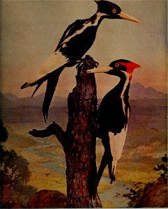 : birdsnature31906chic (find matches)
Title: Birds and nature
Year: 1900 (1900s)
Authors: 
Subjects:  Birds Natural history
Publisher:  Chicago, Ill. : A.W. Mumford, Publisher
Contributing Librar