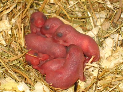 2-day-old Mongolian gerbils photo