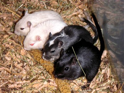 Four Mongolian Gerbils with different color coats photo