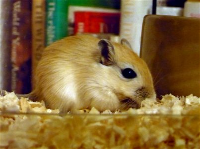 A young gerbil sitting by the food bowl to eat. photo