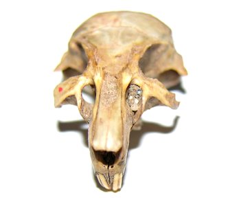 Mongolian gerbil skull photo