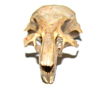 Mongolian gerbil skull