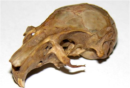 Mongolian gerbil skull photo