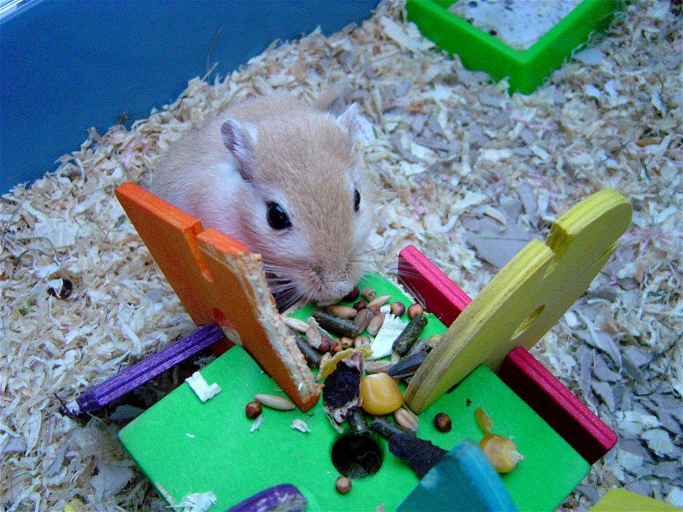 My Gerbil Ordos, seconds before he starts eating the food in front of him.