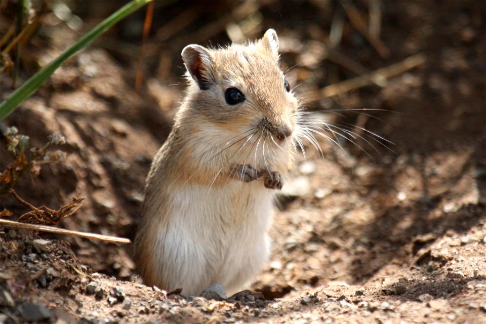 This is the wild ancestor of the pet gerbil.