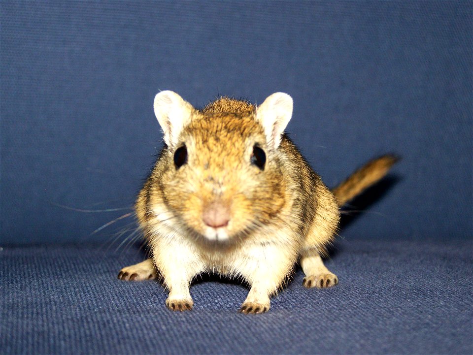 Meriones unguiculatus (myszoskoczek mongolski)