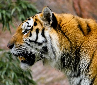 Predator siberian tiger tiergarten nürnberg