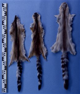 American ringtails or bassarisk fur skins (Bassariscus astutus). Fur skin collection, Bundes-Pelzfachschule, Frankfurt/Main, Germany photo