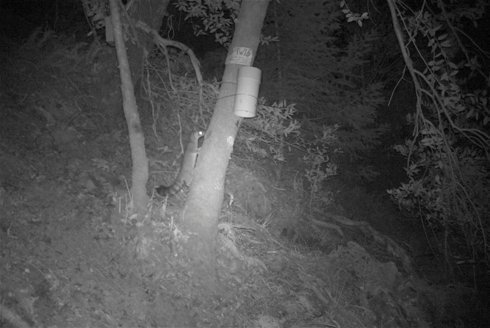 The annual spring wildlife survey in the Wild Rogue Wilderness captured dozens of high-resolution images of carnivores this year – and those are just the best shots.
Better battery life and digital st
