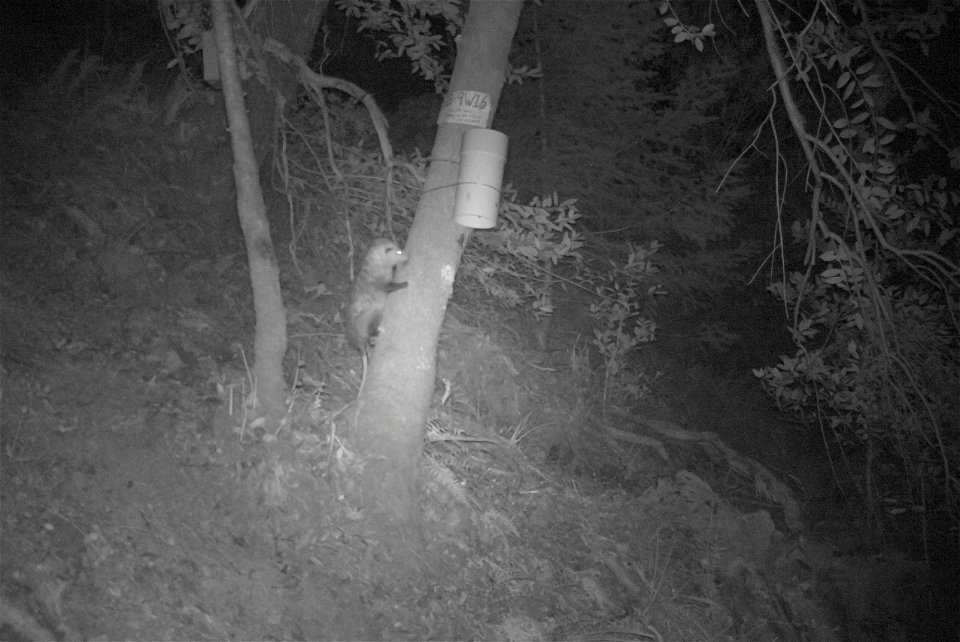 The annual spring wildlife survey in the Wild Rogue Wilderness captured dozens of high-resolution images of carnivores this year – and those are just the best shots.
Better battery life and digital st
