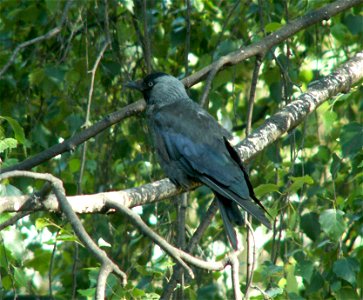 Jackdaw (Corvus Monedula)