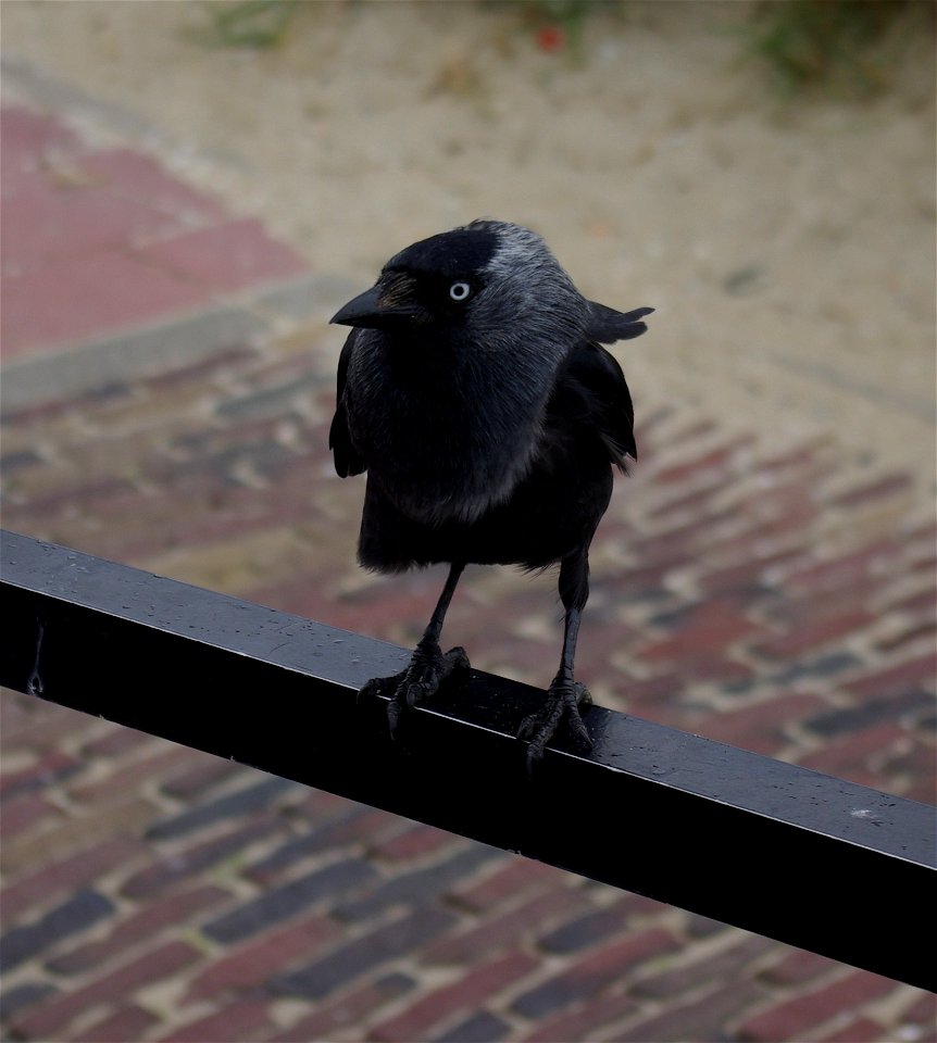 Dohle (Coloeus monedula) in Zandvoort