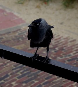 Dohle (Coloeus monedula) in Zandvoort
