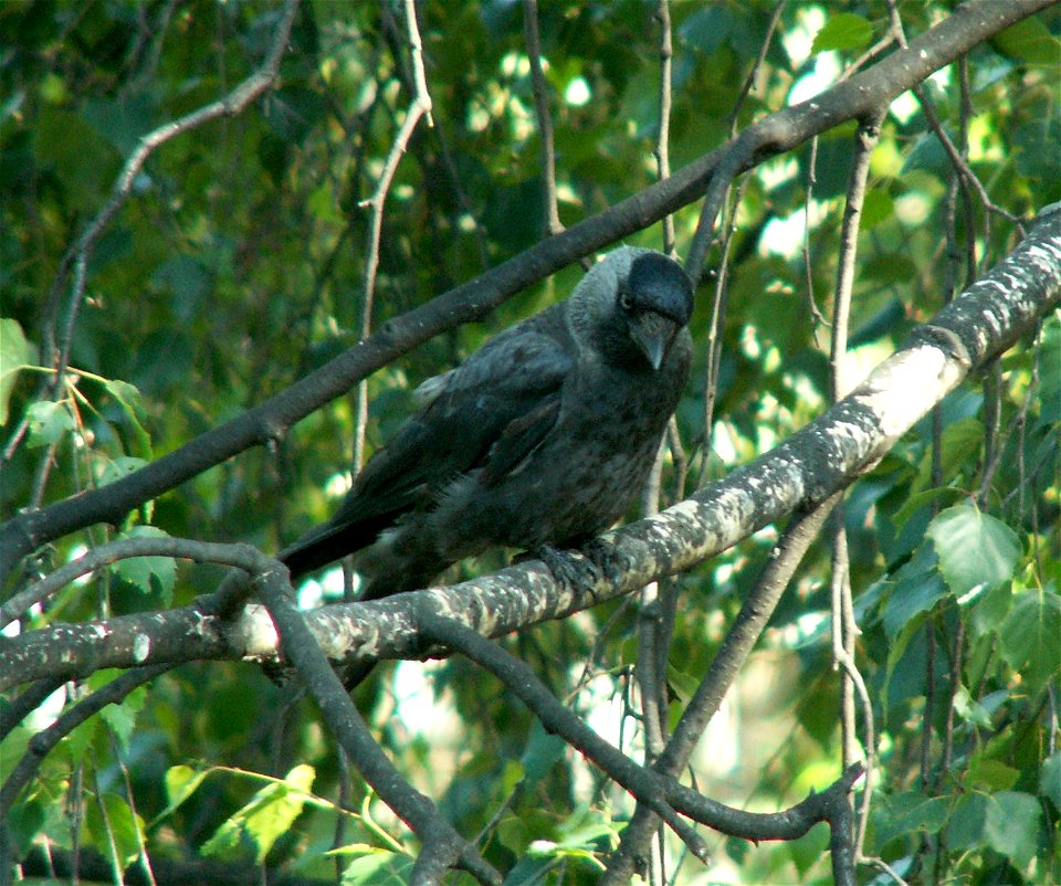 Jackdaw (Corvus monedula)