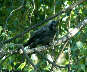 Jackdaw (Corvus monedula)
