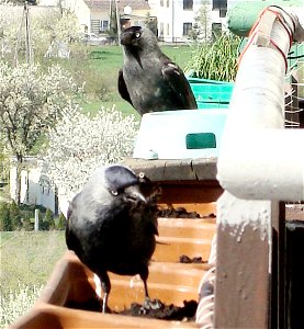 Watering trough