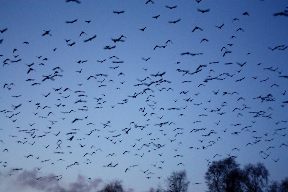 Flock of Jackdaws in Tuira, Oulu, Finland.
