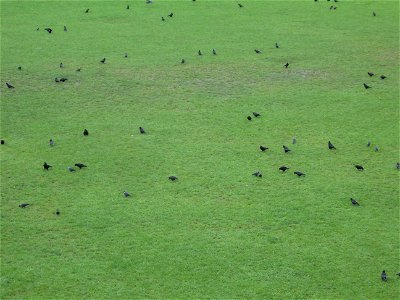 Crows (mixed Corvus frugilegus and Corvus monedula) from Europe