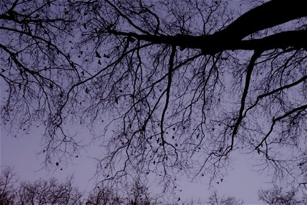 Düsseldorf, Königsallee. Insbesondere abends und nachts bevölkern Krähen und Nymphensittiche die Bäume der Königsallee.