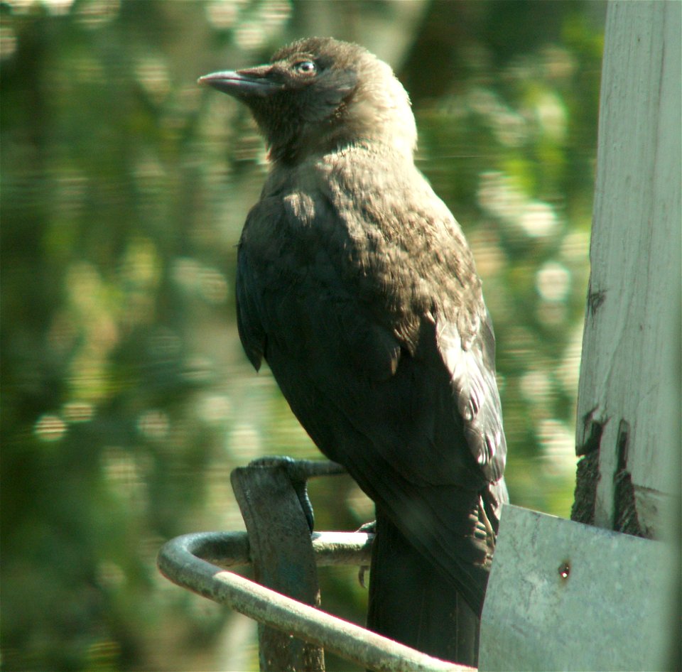 Jackdaw (Corvus monedula subspecies soemmerringii), immature