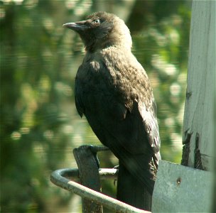 Jackdaw (Corvus monedula subspecies soemmerringii), immature