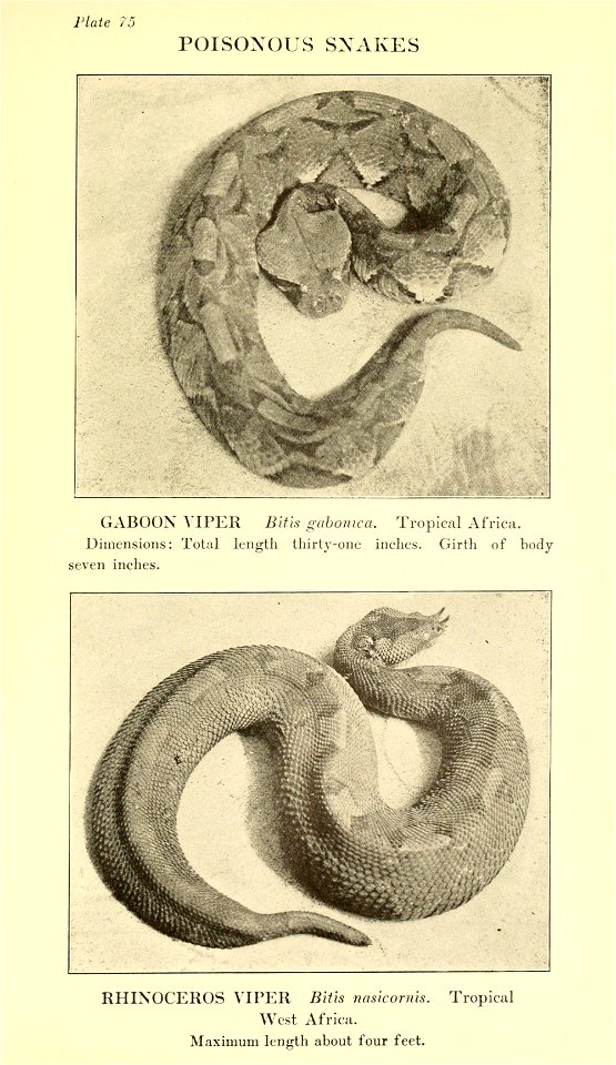 Reptiles of the world : tortoises and turtles, crocodilians, lizards and snakes of the eastern and western hemispheres / by Raymond L. Ditmars.