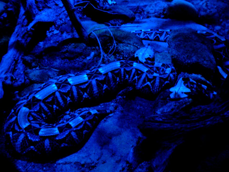 Gaboon viper (Bitis gabonica) at Zoo Plzeň, Czech Republic