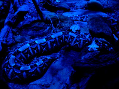 Gaboon viper (Bitis gabonica) at Zoo Plzeň, Czech Republic
