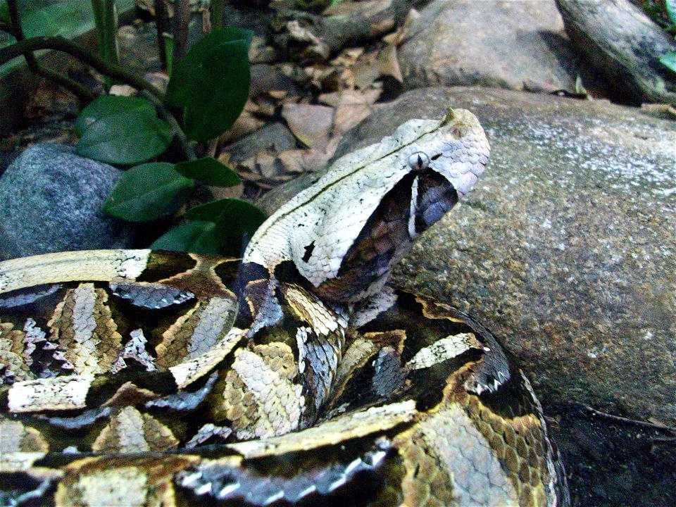 Gaboon adder, Bitis gabonica, taken at Zoo Leipzig, Germany