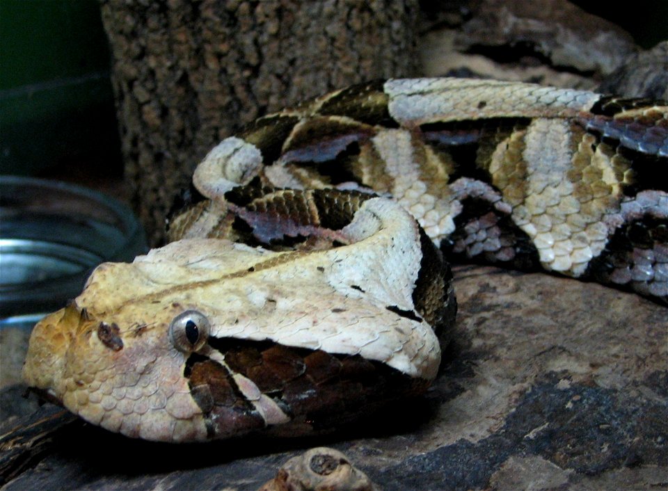 Bitis gabonica

Gaboon Viper