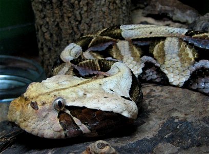 Bitis gabonica

Gaboon Viper