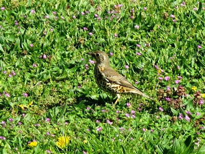 Song thrush in the Boulogne wood (Paris, France). photo