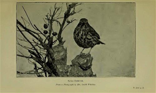 Plate from photographs by Smith Whiting photo