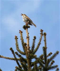Bird Song Thrush (Turdus philomelos, east Bohemia, Czech Republic