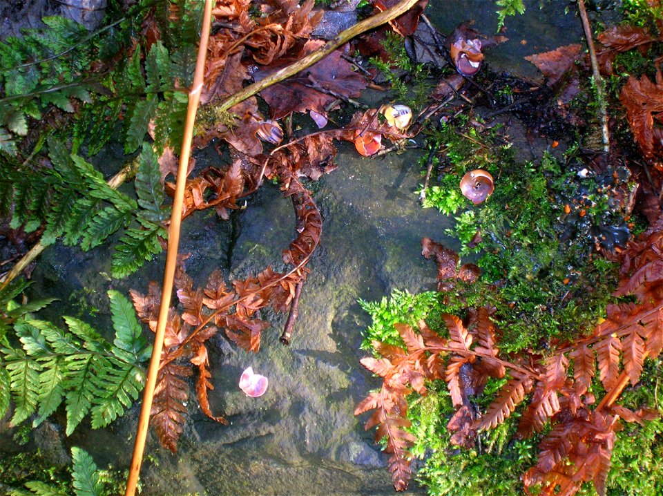 A Song Thrush anvil at Eglinton, Irvine, Ayrshire, Scotland
