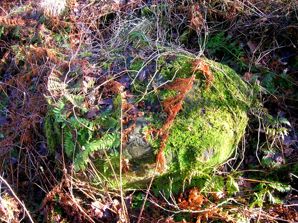 A Song Thrush anvil stone, Eglinton, Irvine, Ayrshire, Scotland photo