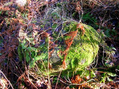 A Song Thrush anvil stone, Eglinton, Irvine, Ayrshire, Scotland photo