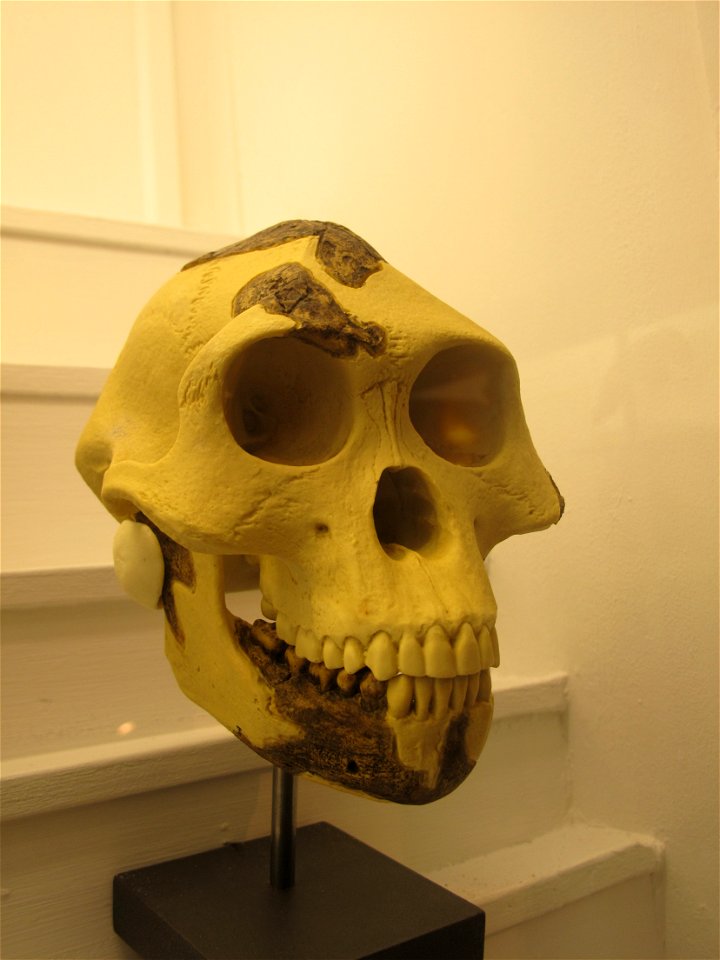 Australopithecus afarensis-MGL 95215label QS:Len,"Australopithecus afarensis-MGL 95215"