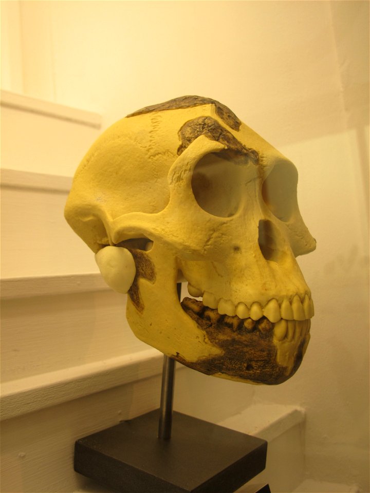 Australopithecus afarensis-MGL 95215label QS:Len,"Australopithecus afarensis-MGL 95215"