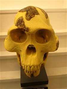 Australopithecus afarensis-MGL 95215label QS:Len,"Australopithecus afarensis-MGL 95215"
