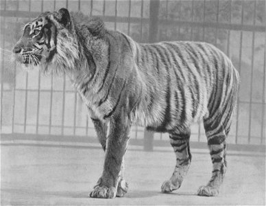 Javan or Malay Tiger in London Zoo. 1. Infeltiger, Felis tigris sondaica Fitz. 1/10 nat. Gr., s. S. 67. - F. W. Bond - London phot. From source [1] : MALAY TIGER London Zoo Animal, Photo by F. photo