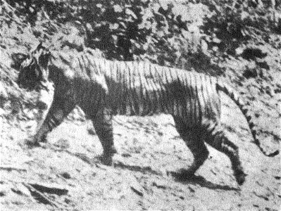 Made in wild at Udjung Kulon by A. Hoogerwerf, this is a photo of the Javan tiger