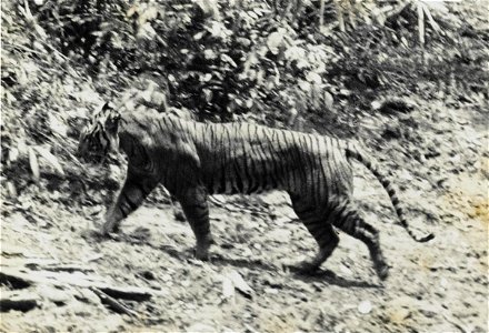 This photograph of a live Javan tiger, P. t. sondaica, was taken in 1938 at Ujung Kulon and published in A. Hoogerwerf's "Ujung Kulon: The Land of the last Javan Rhinoceros". photo